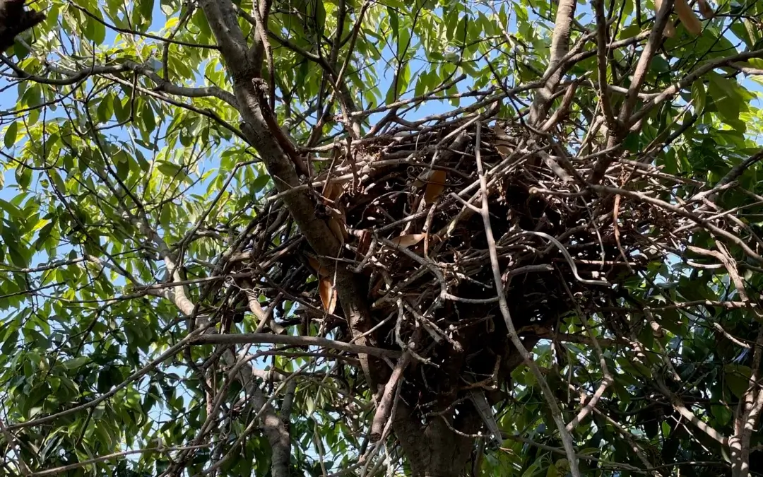 夏の訪れとカラスの巣対策：大阪府八尾市のハーベストがお届けする造園のアドバイス「透かし・切り戻し剪定で対策を」